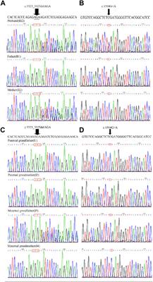 Case Report: The compound heterozygotes variants in FLT4 causes autosomal recessive hereditary lymphedema in a Chinese family